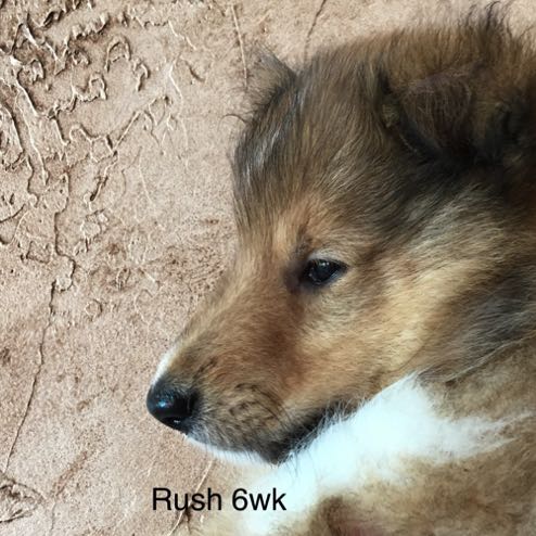 Rush 6WK